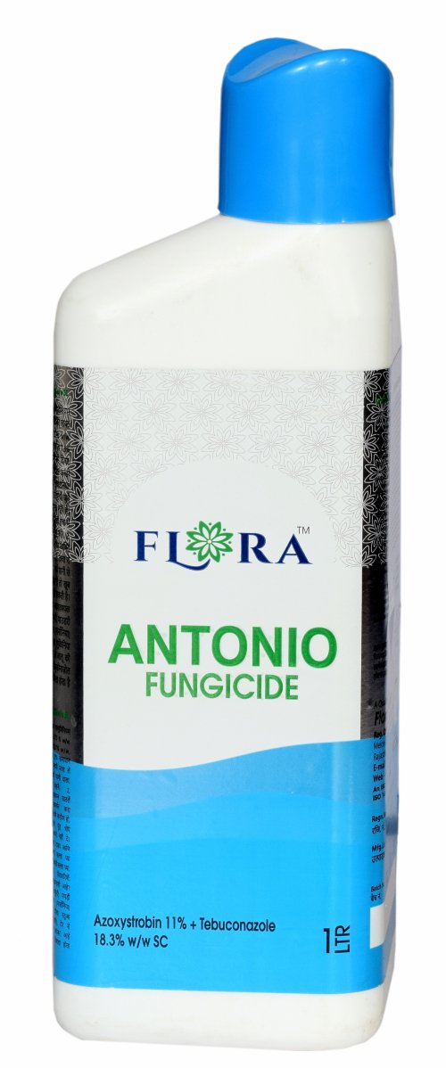ANTONIO